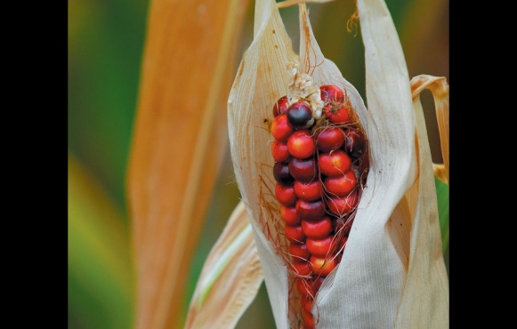 Growing Corn