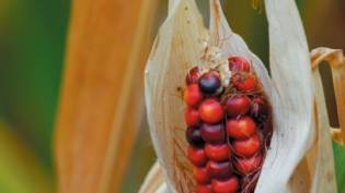 fresh red corn in husk from farmers' market