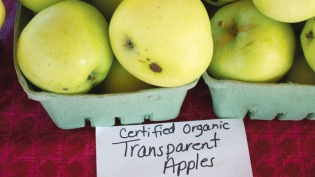 Tending and Cultivating: Brown's Poplar Ridge Orchard Organic